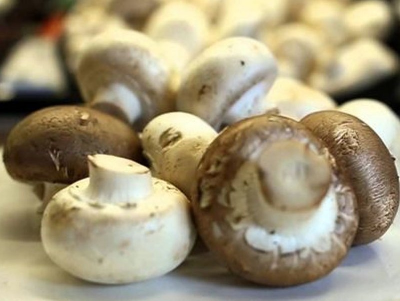 Мөөгний хордлого аюултай