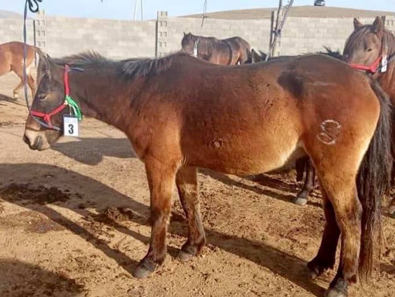 Хурдан удмын адууны дээд ханш 150 сая төгрөгт хүрлээ