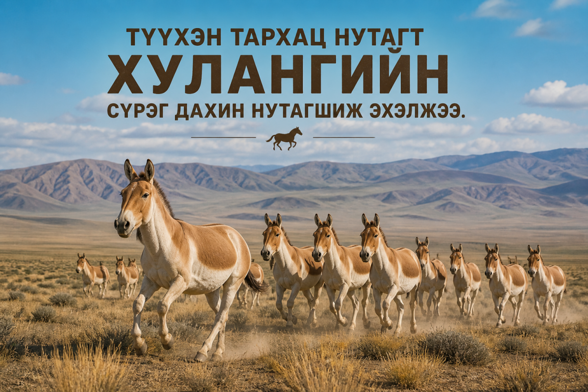 Түүхэн тархац нутагт хулангийн сүрэг дахин нутагшиж эхэлжээ.