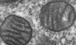 Эрдэмтэд эсийн хөгшрөлтийг удаашруулах боломжит аргыг нээжээ