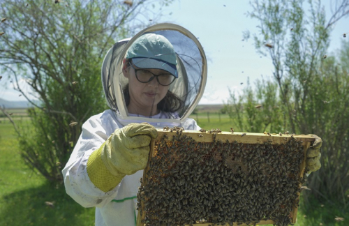 Монгол Зөгийн бал экспортын шинэ бүтээгдэхүүн болно