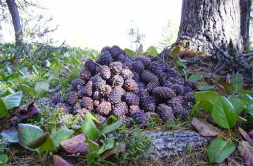 Хуулийн хугацаа эхлээгүй байхад зөвшөөрөлгүй самар түүхгүй байхыг анхааруулъя.