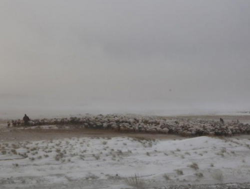 Малдаа яваад төөрсөн, сураггүй болсон 36 иргэнийг эсэн мэнд оллоо