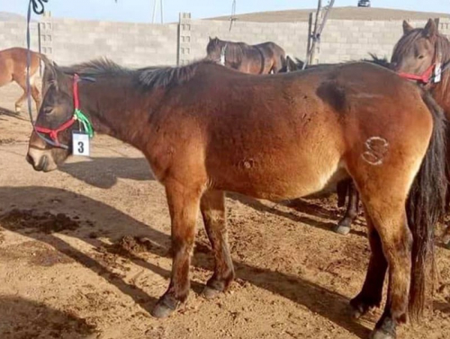 Хурдан удмын адууны дээд ханш 150 сая төгрөгт хүрлээ