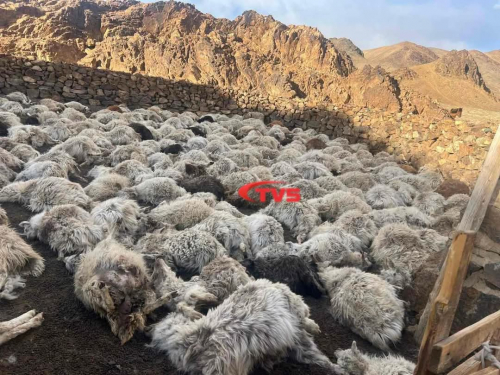 218 бог малыг хээрийн амьтан хотонд нь барьж, сэглэээд явжээ.